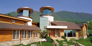 Katrilli кора дерева.jpg